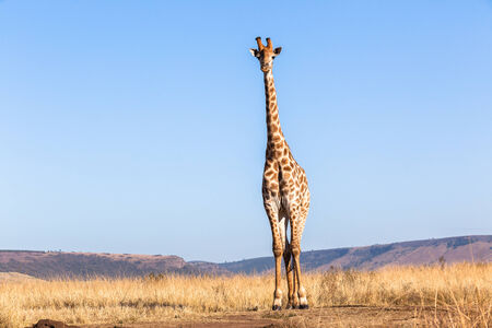 Giraffe wildlife animal in habitat wilderness reserve terrain の写真素材