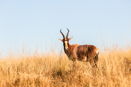 Cape Blesbok buck wildlife animal in habitat wilderness reserve terrain の写真素材