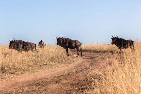 Blue wildebeest wildlife animals in their habitat wilderness reserve terrain の写真素材