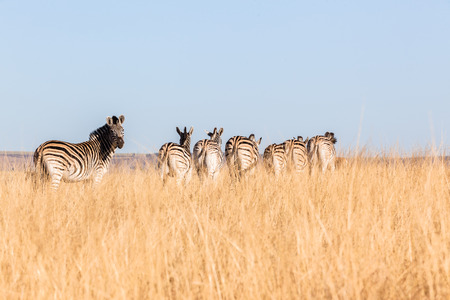 Zebra herd wildlife animals in their habitat wilderness reserve terrain の写真素材