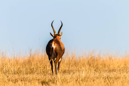 Cape Blesbok buck wildlife animals in their habit wilderness reserves in herds over the rugged terrain の写真素材