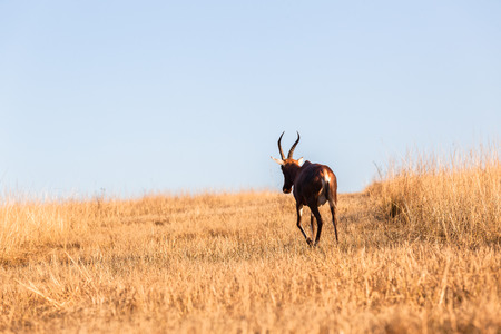 Cape Blesbok buck Wildlife animals in their habit wilderness reserves in herds over the rugged terrain の写真素材