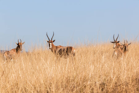 Buck wildlife animals in their grassland habitat wilderness reserves terrain の写真素材