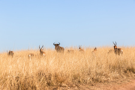 Cape Blesbok buck Wildlife animals in their grassland habitat wilderness reserve terrain の写真素材