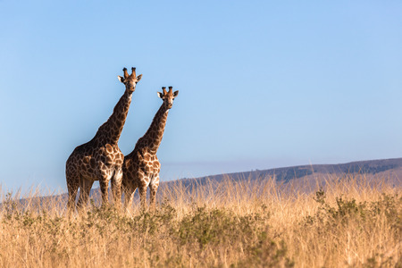 Three giraffes together wildlife animals in their habit wilderness reserves terrainの写真素材