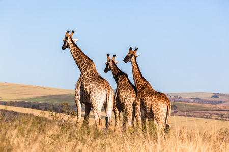 Three giraffes together wildlife animals in their habit wilderness reserves terrainの写真素材