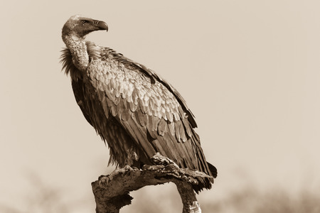 Vulture Bird sepia tone contrasts of wildlife bird species in habitat wilderness reserve terrain の写真素材