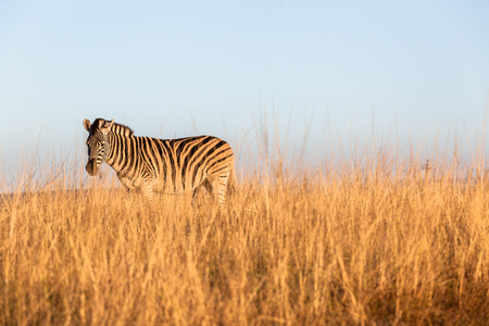 Wildlife animals in their habit wilderness reserves in herds over the rugged terrain.の写真素材