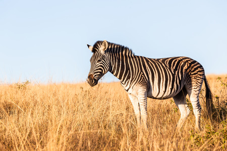 Wildlife animals in their habit wilderness reserves in herds over the rugged terrain.の写真素材