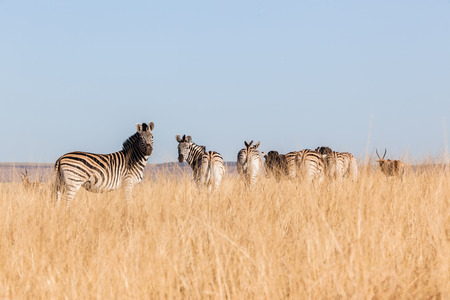 Wildlife animals in their habit wilderness reserves in herds over the rugged terrain.の写真素材