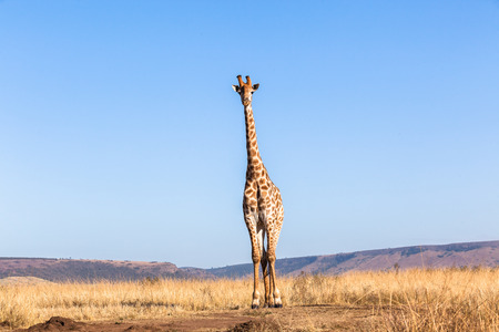 Wildlife animals in their habit wilderness reserves in herds over the rugged terrain.の写真素材