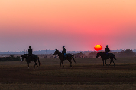 Race horses training with grooms and jockeys at dawn sunrise at summerveld tracks out Durban South-Africa の写真素材