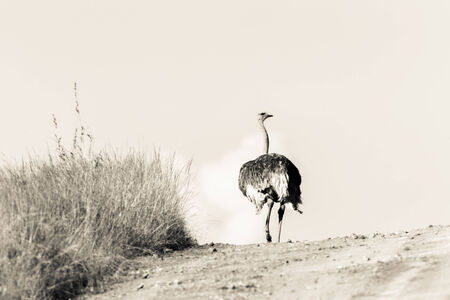 Wildlife giraffes animals in their habit wilderness reserves in the rugged terrain.の写真素材