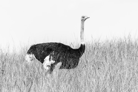 Wildlife giraffes animals in their habit wilderness reserves in the rugged terrain.の写真素材