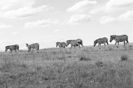 Wildlife giraffes animal on grassland plateau reserve in sepia vintage toneの写真素材
