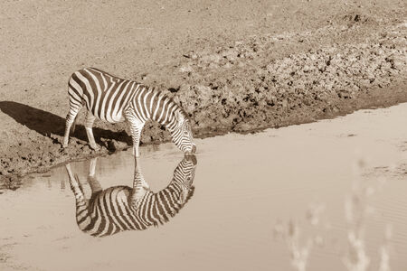Wildlife Zebra animal morning at waterhole with mirror reflections in wilderness reserve の写真素材