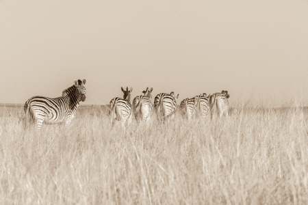 Wildlife zebra animals on grassland plateau reserve in sepia vintage toneの写真素材