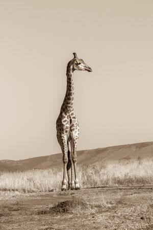 Wildlife giraffes animal on grassland plateau reserve in sepia vintage toneの写真素材