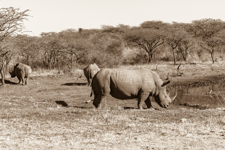 Wildlife rhino animals in their habitat wilderness reserves waterhole terrain in sepia tone vintage の写真素材