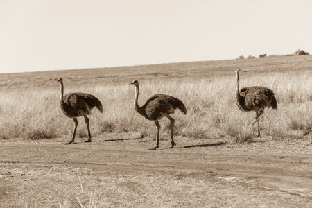 Wildlife ostrich birds in their habitat wilderness reserves の写真素材