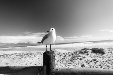 A seagull perched, on a wooden, pole, in front of a beautiful coastal beach.の写真素材