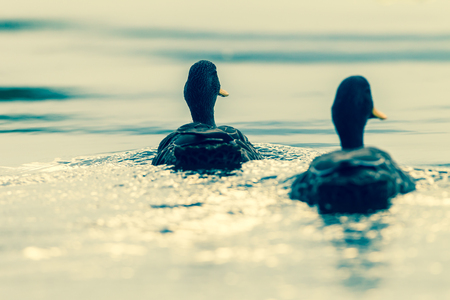Two ducks swimming across a dam with the sunlight reflecting off the water.の写真素材
