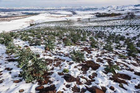 Scenic morning closeup overlooking young forest tree plantation growing in snow covered mountain valley hillside  landscapeの写真素材