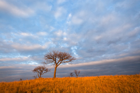 Dawn morning hilliside trees grass wilderness scenic terrain landscapeの写真素材