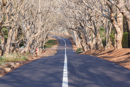 Scenic residential road lined with trees with new asphalt tarred surface and white lineの写真素材