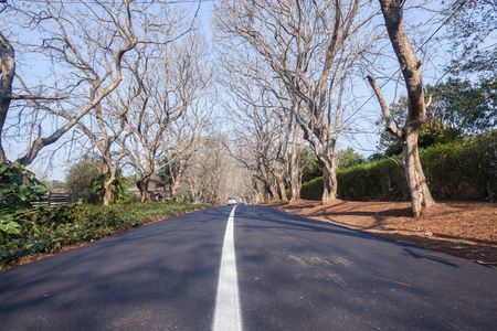 Scenic residential road lined with trees with new asphalt tarred surface and white lineの写真素材
