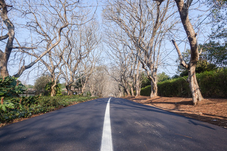 Scenic residential road lined with trees with new asphalt tarred surface and white lineの写真素材