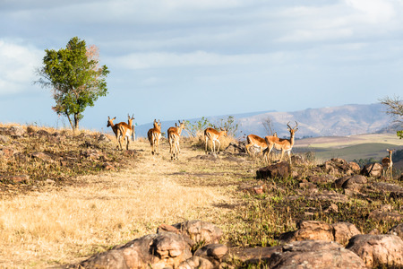 Herd of wildlife buck alert on rocky hillside in nature wilderness reserveの写真素材