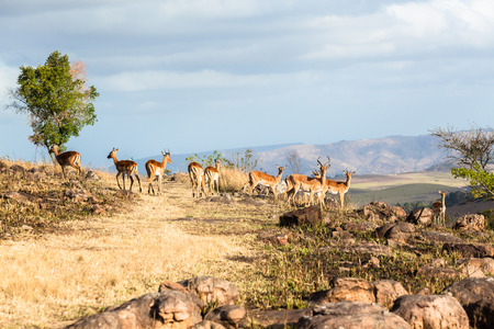 Herd of wildlife buck alert on rocky hillside in nature wilderness reserveの写真素材