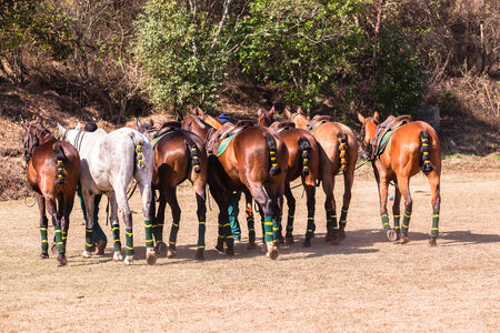 Polo horses ponies saddled up for game in paddock.の写真素材