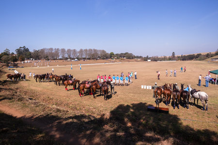 Polo horse ponies and players on field at Shongweni equestrian outside Durbanのeditorial素材