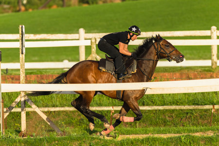 Race horse jockey rider sprint running training on track landscape.