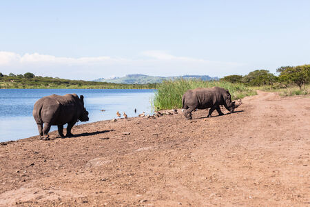 Rhinos waterhole summer in wildlife park reserveの写真素材