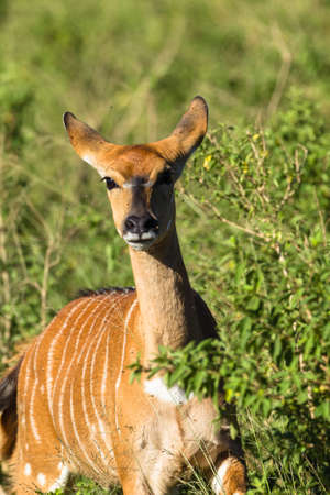 Buck nyala alert in bush trees wildlife animalの写真素材