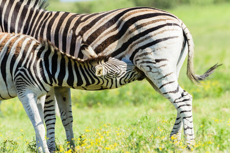 Zebra calf animals closeup alert between feeds in wildlife wilderness.の写真素材