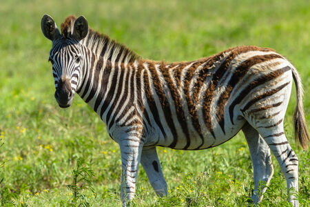 Zebra calf animals closeup alert between feeds in wildlife wilderness.の写真素材