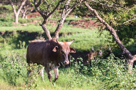 Cows farming animals in open valley fields rural countrysideの写真素材
