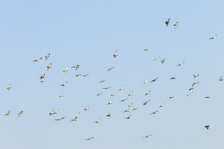 Birds pigeons flying blue sky