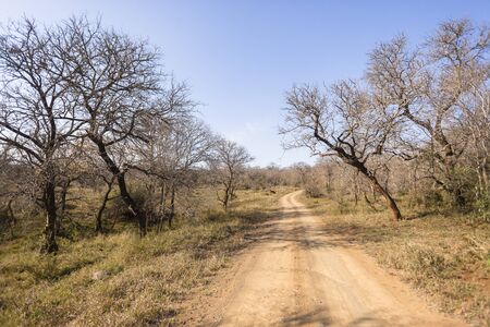 Dirt road route through dry trees in wilderness wildlife reserve landscape,の写真素材