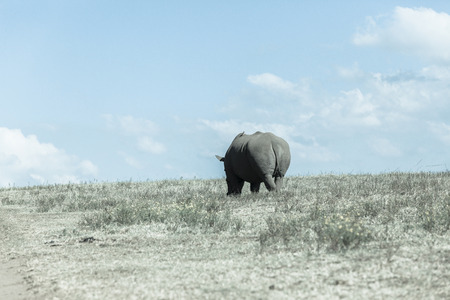 Rhino's on hillside vintage landscape in wildlife wilderness reserve park.の写真素材