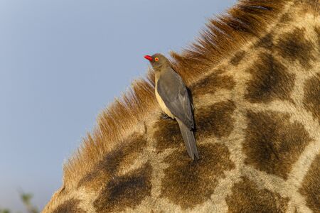 Giraffe closeup with redbilled oxpecker bird cleaner on neckの写真素材