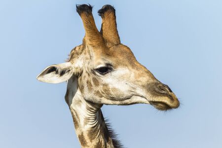 Giraffe wildlife animal closeup head detail portraitの写真素材