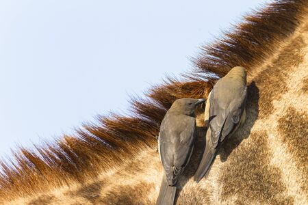 Giraffe closeup relationship with redbilled oxpecker birds cleaners on neck head detail portrait