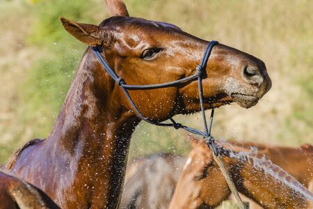 Horse pony getting water wash down after tiring hot polo gameの写真素材