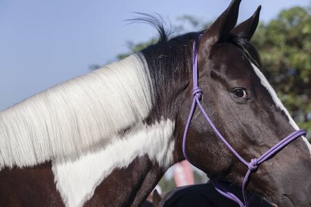 Horse portrait head neck closeup brown white fur colorsの写真素材