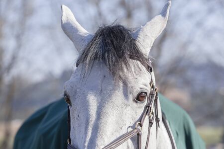 Horse animal portrait head eyes closeup gray detail.の写真素材